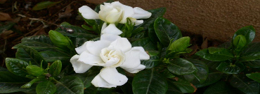 Ormus Minerals --GARDENIA Essential Oil Product