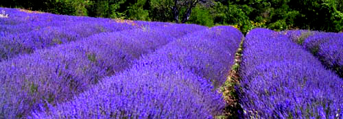 Ormus Minerals 20 Reasons to use Lavender Essential Oil